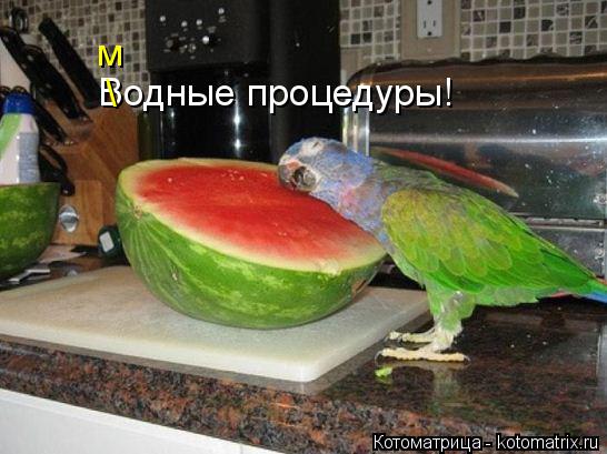 Водные процедуры! \ м... Котоматрица: Водные процедуры! \ м
