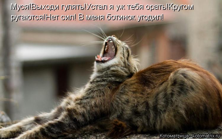 Муся!Выходи гулять!Устал я уж тебя орать!Кругом ругаются!Нет сил! В меня ботинок угодил!... Котоматрица: Муся!Выходи гулять!Устал я уж тебя орать!Кругом ругаются!Нет сил! В меня ботинок угодил!
