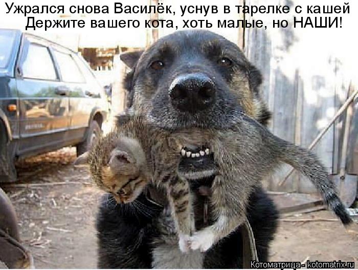 Ужрался снова Василёк, уснув в тарелке с кашей Держите вашего кота, хоть малые, но НАШИ!... Котоматрица: Ужрался снова Василёк, уснув в тарелке с кашей Держите вашего кота, хоть малые, но НАШИ!