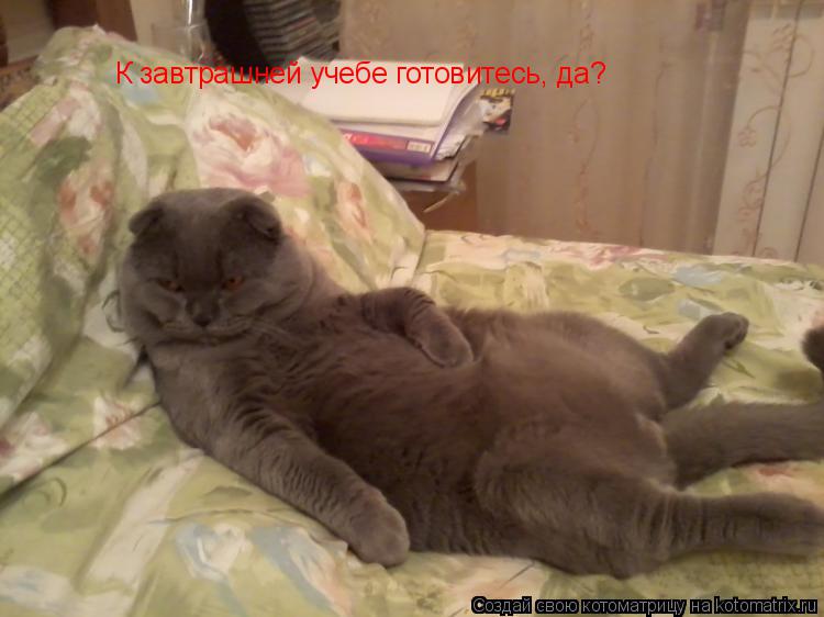 Котоматрица: К завтрашней учебе готовитесь, да?