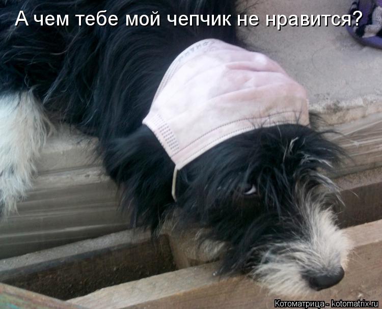 А чем тебе мой чепчик не нравится?... Котоматрица: А чем тебе мой чепчик не нравится?