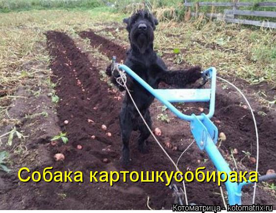 Собака картошкусобирака... Котоматрица: Собака картошкусобирака
