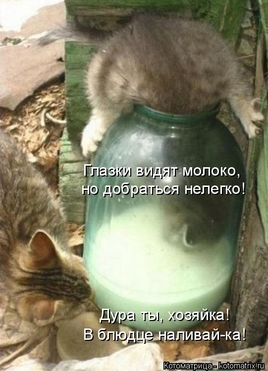 Глазки видят молоко, но добраться нелегко! Дура ты, хозяйка! В блюдце наливай-ка!... Котоматрица: Глазки видят молоко, но добраться нелегко! Дура ты, хозяйка! В блюдце наливай-ка!