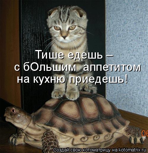 Тише едешь – с бОльшим аппетитом на кухню приедешь!... Котоматрица: Тише едешь – с бОльшим аппетитом на кухню приедешь!