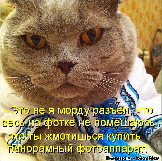 Котоматрица: это ты жмотишься купить весь на фотке не помешаюсь –  - Это не я морду разъел, что панорамный фотоаппарат!