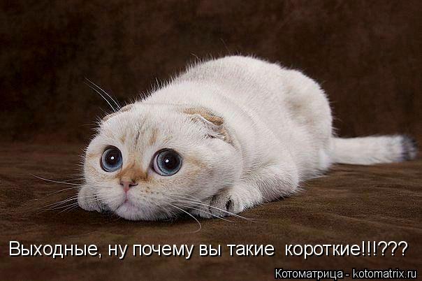 Котоматрица: Выходные, ну почему вы такие  короткие!!!???