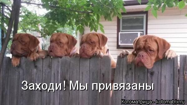 Заходи! Мы привязаны... Котоматрица: Заходи! Мы привязаны