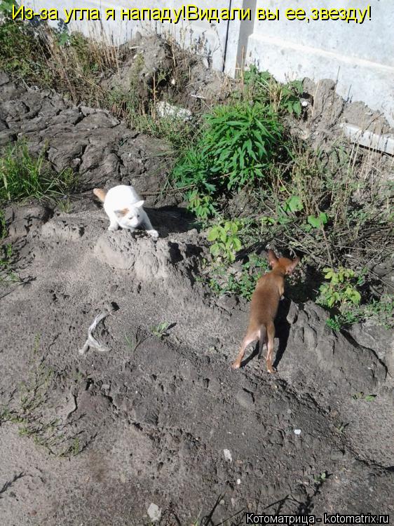 Из-за угла я нападу!Видали вы ее,звезду!... Котоматрица: Из-за угла я нападу!Видали вы ее,звезду!