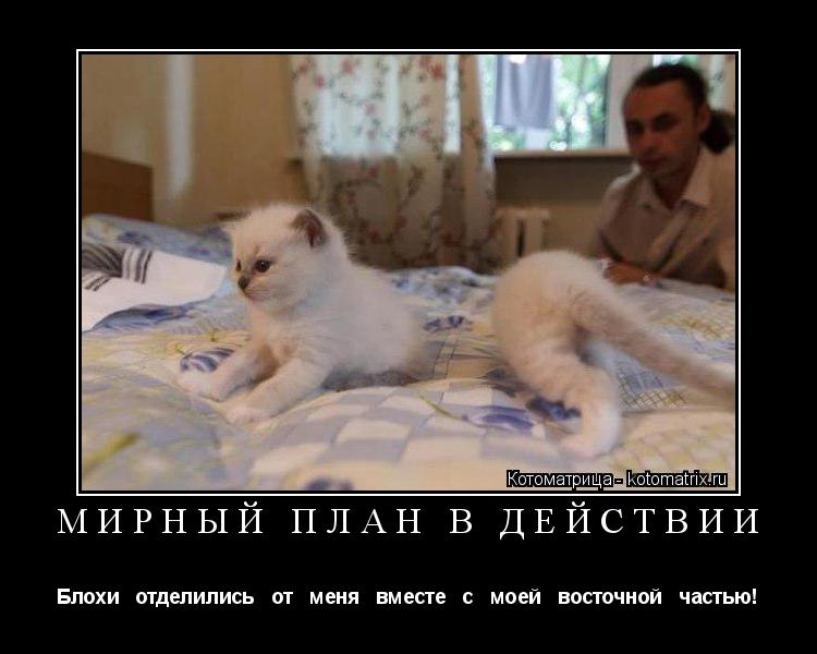 МИРНЫЙ ПЛАН В ДЕЙСТВИИ Блохи отделились от меня вместе с моей восточной частью!... Котоматрица: МИРНЫЙ ПЛАН В ДЕЙСТВИИ Блохи отделились от меня вместе с моей восточной частью!