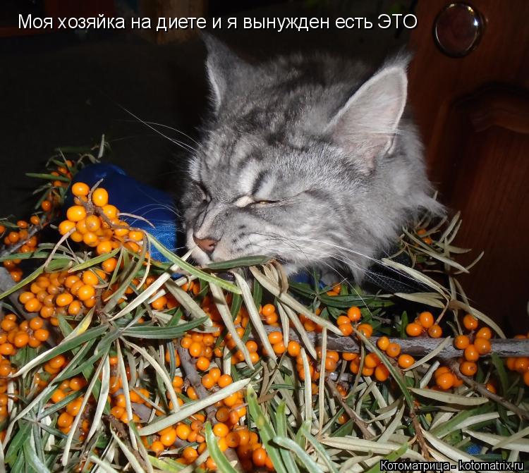 Котоматрица: Моя хозяйка на диете и я вынужден есть ЭТО