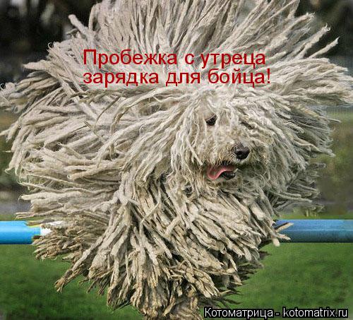 Котоматрица: Пробежка с утреца зарядка для бойца!