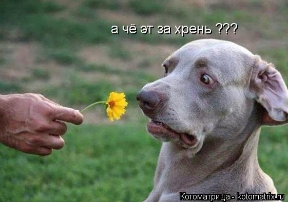 а чё эт за хрень ???... Котоматрица: а чё эт за хрень ???