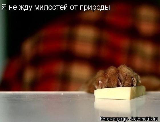 Котоматрица: Я не жду милостей от природы
