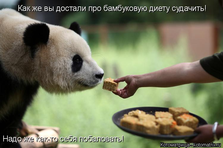 Как же вы достали про бамбуковую диету судачить! Надо же как-то себя побаловать!... Котоматрица: Как же вы достали про бамбуковую диету судачить! Надо же как-то себя побаловать!