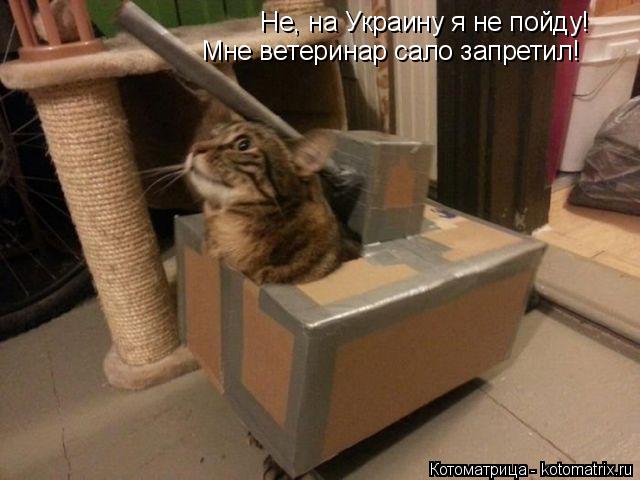 Не, на Украину я не пойду! Мне ветеринар сало запретил!... Котоматрица: Не, на Украину я не пойду! Мне ветеринар сало запретил!