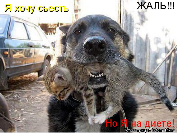 Котоматрица: Я хочу сьесть Но Я на диете! ЖАЛЬ!!!