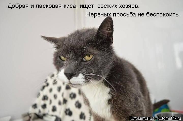Котоматрица: Добрая и ласковая киса, ищет  свежих хозяев. Нервных просьба не беспокоить.