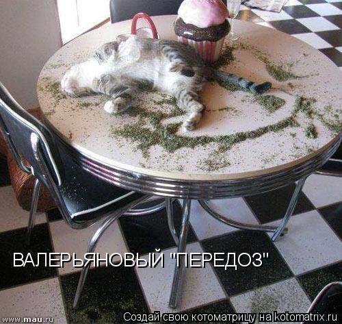 ВАЛЕРЬЯНОВЫЙ "ПЕРЕДОЗ"... Котоматрица: ВАЛЕРЬЯНОВЫЙ "ПЕРЕДОЗ"