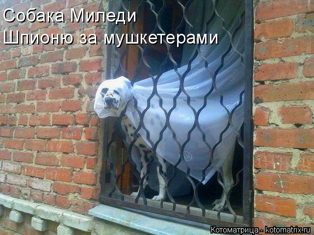 Собака Миледи Шпионю за мушкетерами... Котоматрица: Собака Миледи Шпионю за мушкетерами