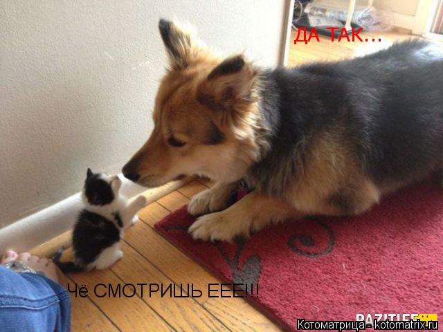 Котоматрица: Чё СМОТРИШЬ ЕЕЕ!!! ДА ТАК...
