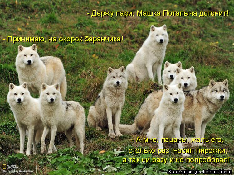 - Держу пари, Машка Потапыча догонит! - А мне, пацаны, жаль его, - Принимаю, на окорок баранчика! а т... Котоматрица: - Держу пари, Машка Потапыча догонит! - А мне, пацаны, жаль его, - Принимаю, на окорок баранчика! а так ни разу и не попробовал! столько раз носи