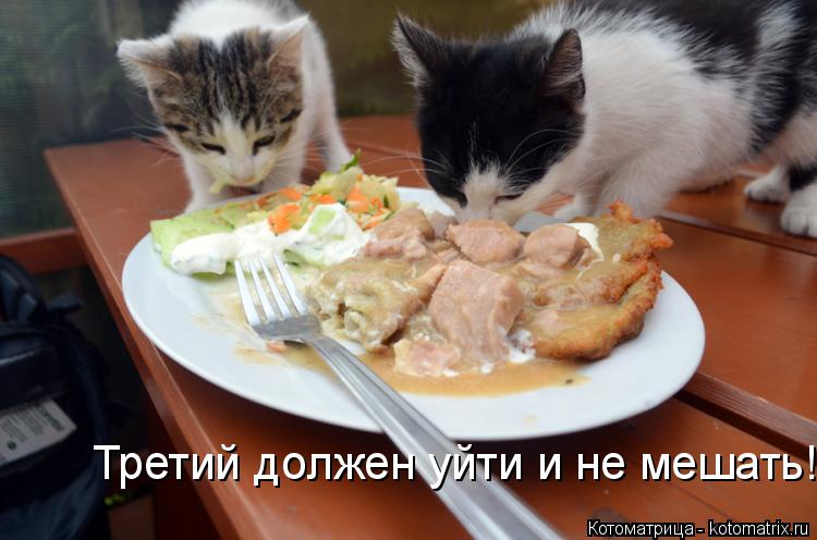 Котоматрица: Третий должен уйти и не мешать!