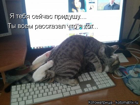 Я тебя сейчас придушу.... Ты всем рассказал что я кот...... Котоматрица: Я тебя сейчас придушу.... Ты всем рассказал что я кот...