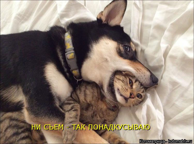 НИ СЪЕМ - ТАК ПОНАДКУСЫВАЮ... Котоматрица: НИ СЪЕМ - ТАК ПОНАДКУСЫВАЮ