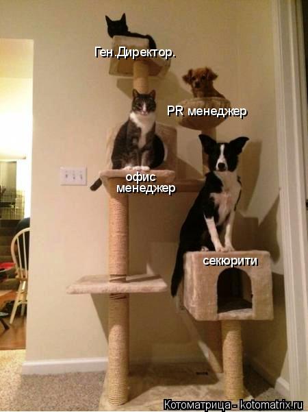 Котоматрица: офис менеджер секюрити Ген.Директор. РR менеджер