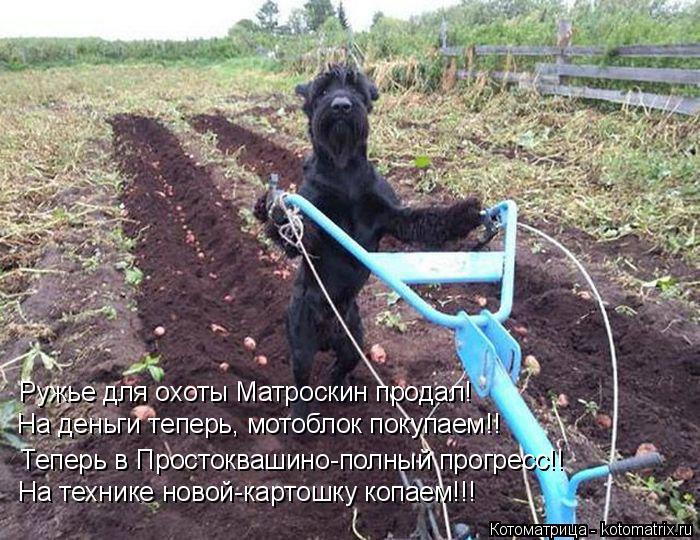 Котоматрица: Ружье для охоты Матроскин продал!  На деньги теперь, мотоблок покупаем!! Теперь в Простоквашино-полный прогресс!! На технике новой-картошку 