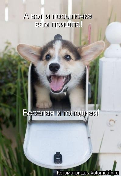 Котоматрица: А вот и посылочка  вам пришла! Веселая и голодная!