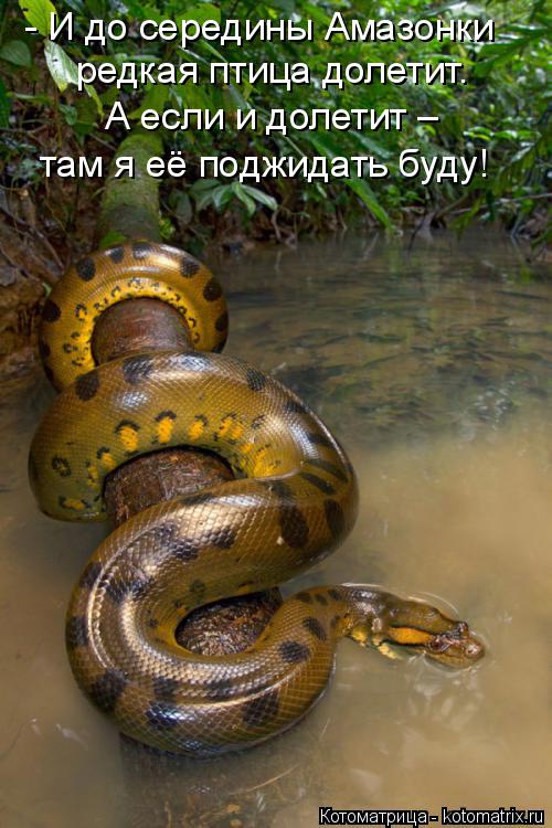 Котоматрица: - И до середины Амазонки редкая птица долетит. А если и долетит – там я её поджидать буду!