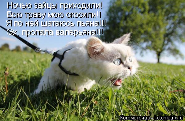 Котоматрица: Ночью зайцы приходили! Всю траву мою скосили!! Я по ней шатаюсь пьяна!!! Эх, пропала валерьяна!!!