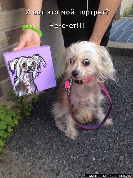 Котоматрица: И вот это мой портрет? Не-е-ет!!!