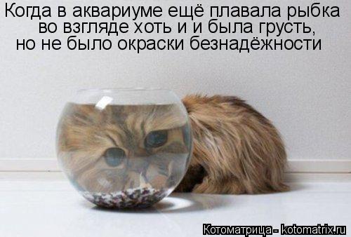 Когда в аквариуме ещё плавала рыбка во взгляде хоть и и была грусть, но не было окраски безнадёжности... Котоматрица: Когда в аквариуме ещё плавала рыбка во взгляде хоть и и была грусть, но не было окраски безнадёжности