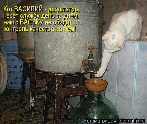 Котоматрица: Кот ВАСИЛИЙ - дегустатор, несёт службу день за днём, никто ВАСЬКУ не обидит... контроль качества на нём!
