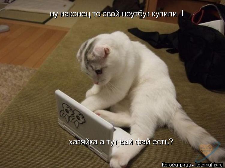 Котоматрица: ну наконец то свой ноутбук купили хазяйка а тут вай фай есть? !
