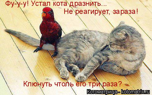 Котоматрица: Фу-у-у! Устал кота дразнить... Не реагирует, зараза! Клюнуть чтоль его три раза?