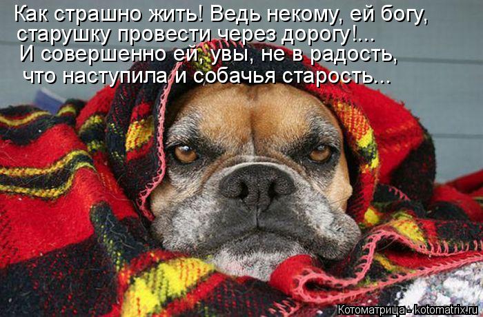Котоматрица: Как страшно жить! Ведь некому, ей богу, старушку провести через дорогу!... И совершенно ей, увы, не в радость, что наступила и собачья старость.