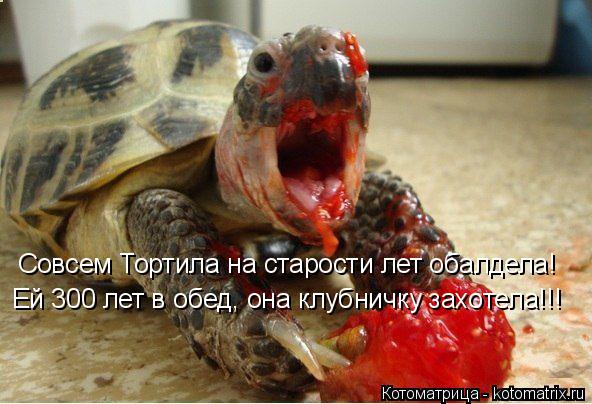 Котоматрица: Совсем Тортила на старости лет обалдела! Ей 300 лет в обед, она клубничку захотела!!!