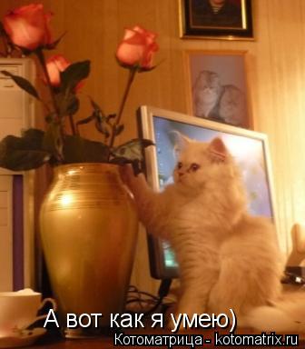 А вот как я умею)... Котоматрица: А вот как я умею)