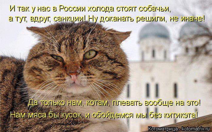 И так у нас в России холода стоят собачьи, а тут, вдруг, санкции! Ну доканать решили, не иначе! Да то... Котоматрица: И так у нас в России холода стоят собачьи, а тут, вдруг, санкции! Ну доканать решили, не иначе! Да только нам, котам, плевать вообще на это! Нам