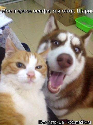 Котоматрица: Мое первое селфи: я и этот.. Шарик