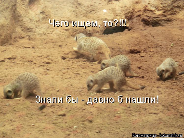 Котоматрица: Чего ищем, то?!!! Знали бы - давно б нашли!