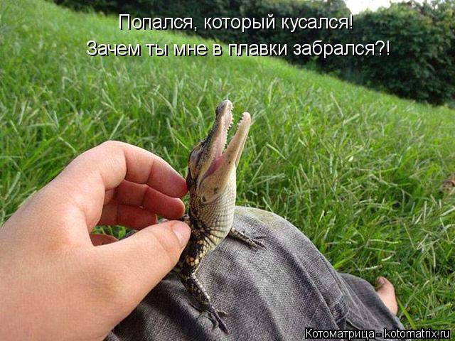 Котоматрица: Попался, который кусался! Зачем ты мне в плавки забрался?!