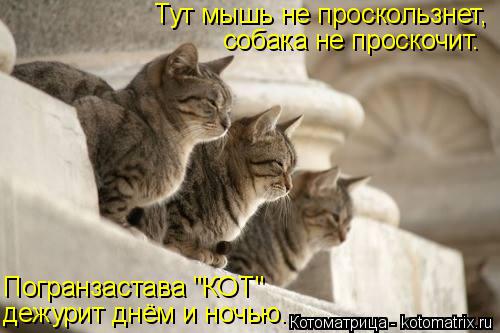 Котоматрица: Тут мышь не проскользнет, собака не проскочит. Погранзастава "КОТ" дежурит днём и ночью.