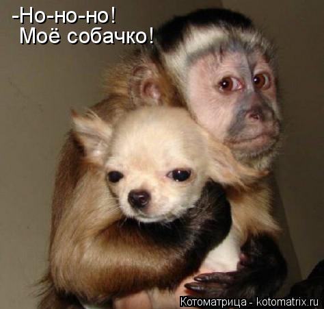 Моё собачко! -Но-но-но!... Котоматрица: Моё собачко! -Но-но-но!