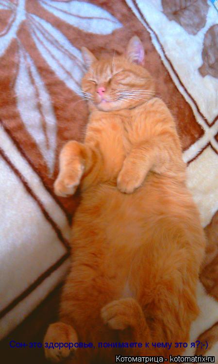Котоматрица: Сон-это здороровье, понимаете к чему это я?;-) Сон-это здороровье, понимаете к чему это я?;-)