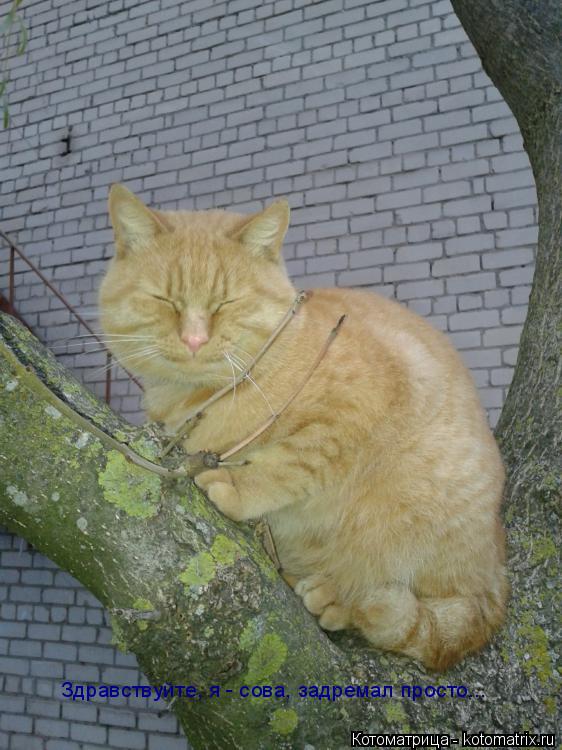 Котоматрица: Здравствуйте, я - сова, задремал просто...