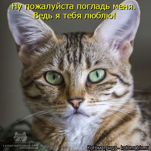 Ну пожалуйста погладь меня. Ведь я тебя люблю!... Котоматрица: Ну пожалуйста погладь меня. Ведь я тебя люблю!